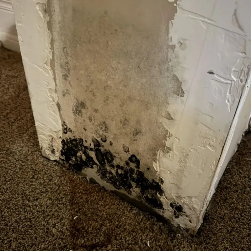 Professional Mold Removal in Mendota, CA
